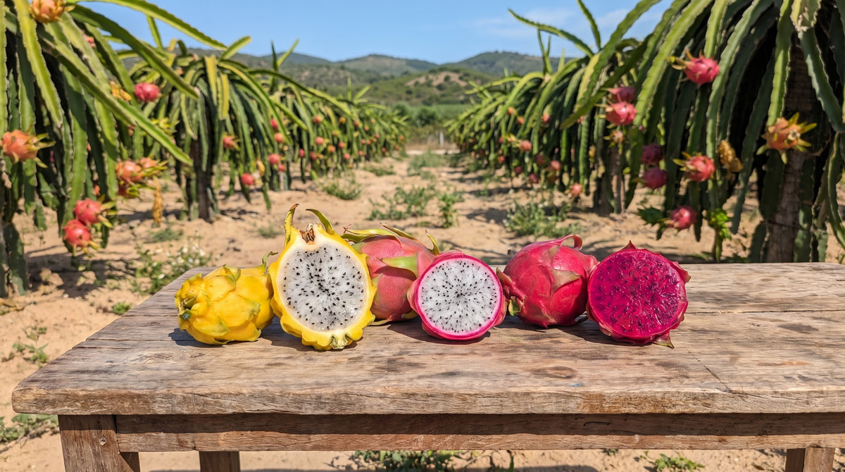 Pitaya de Nuestros Agricultores