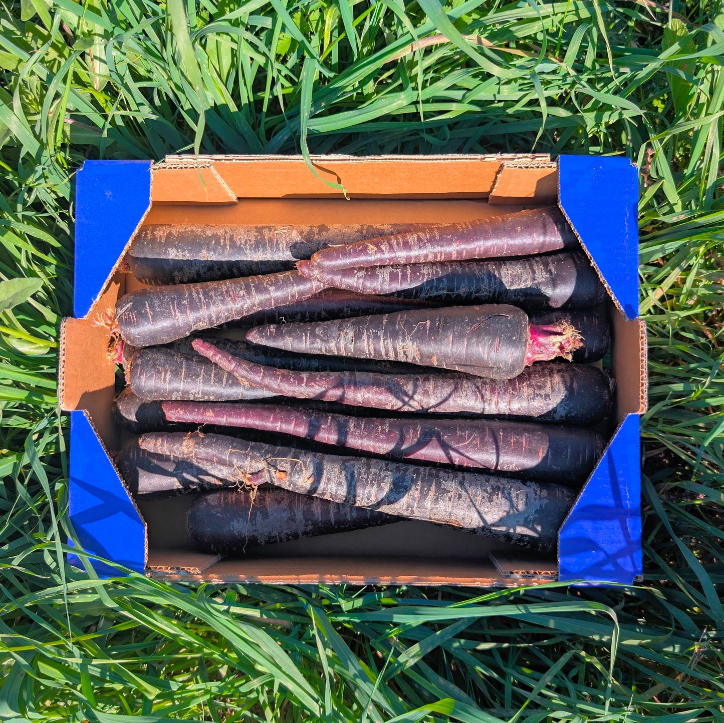 Zanahoria Morada - 3.5kg