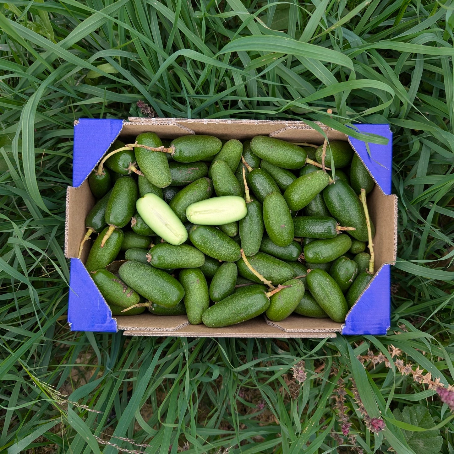 Avocado-Dattel - 2,7 kg