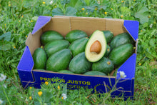 Aguacate de Nuestros Agricultores