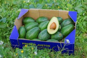 Avocados von unseren Bauern