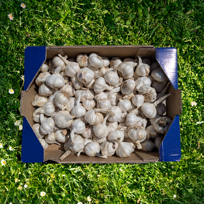 Ajo Ecológico - 3kg