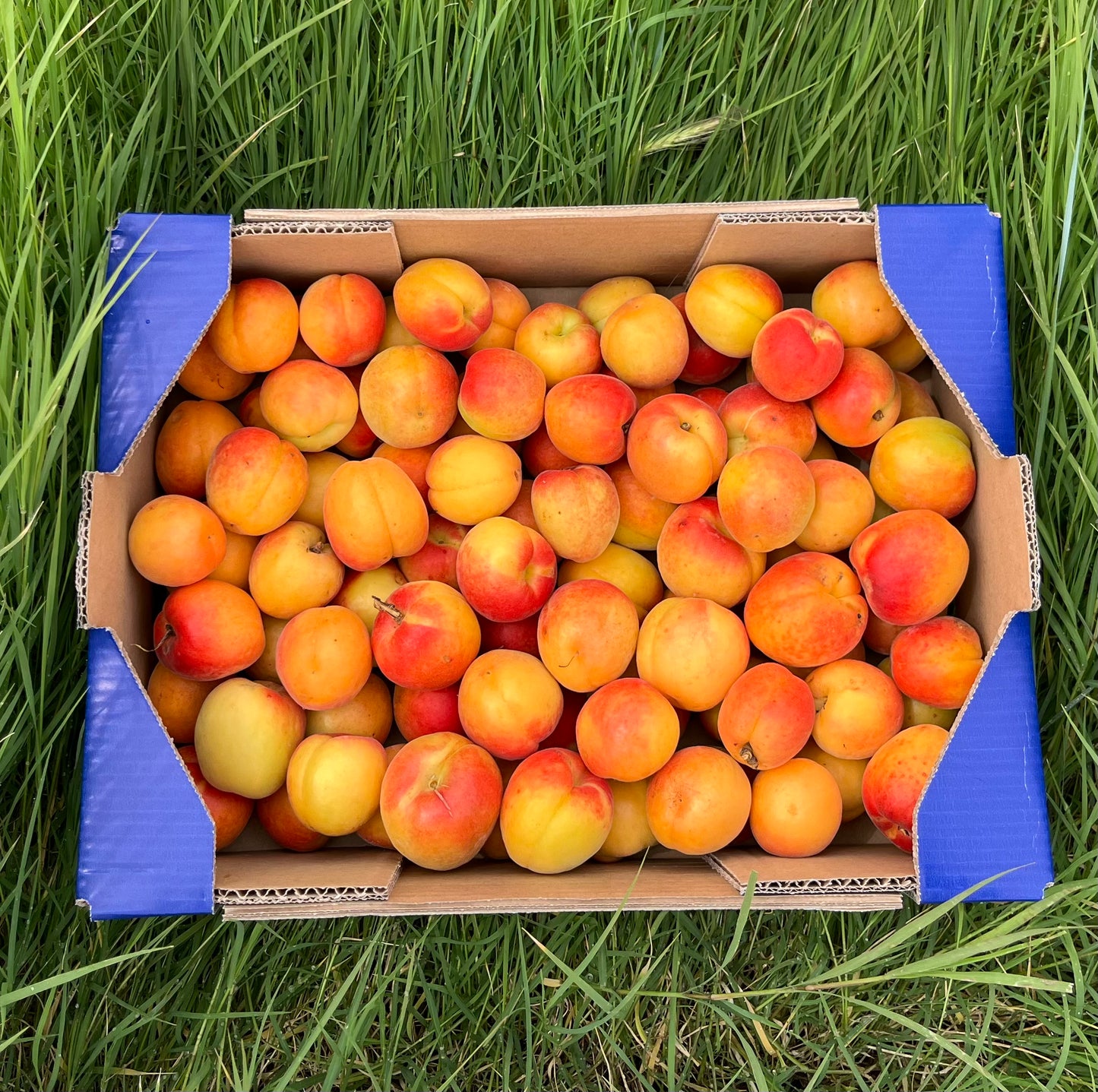 Albaricoque - 4kg