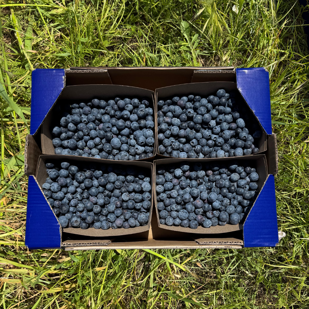 Arándanos de Huelva - 3kg
