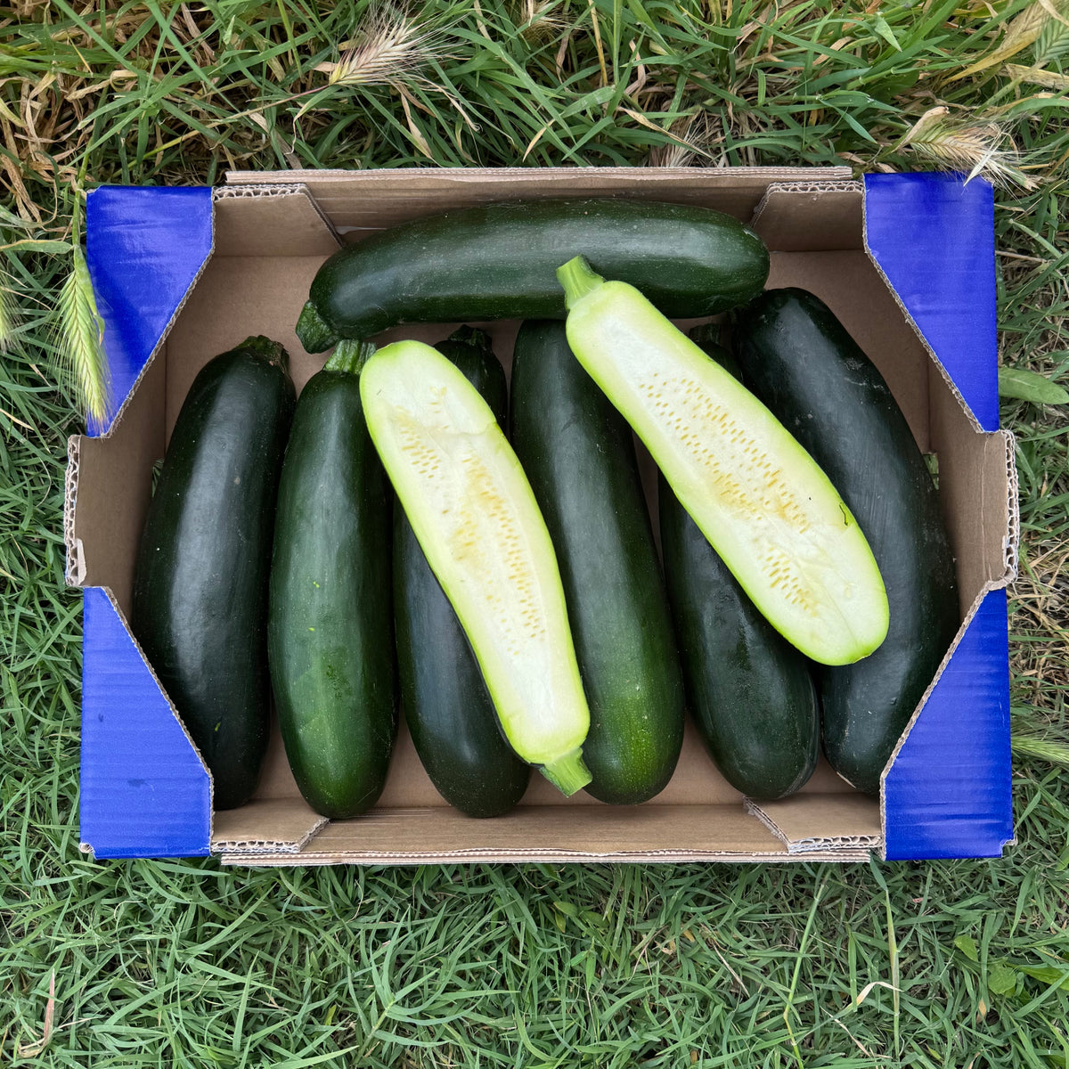 Calabacín de Nuestros Agricultores – Europa Agricult Product