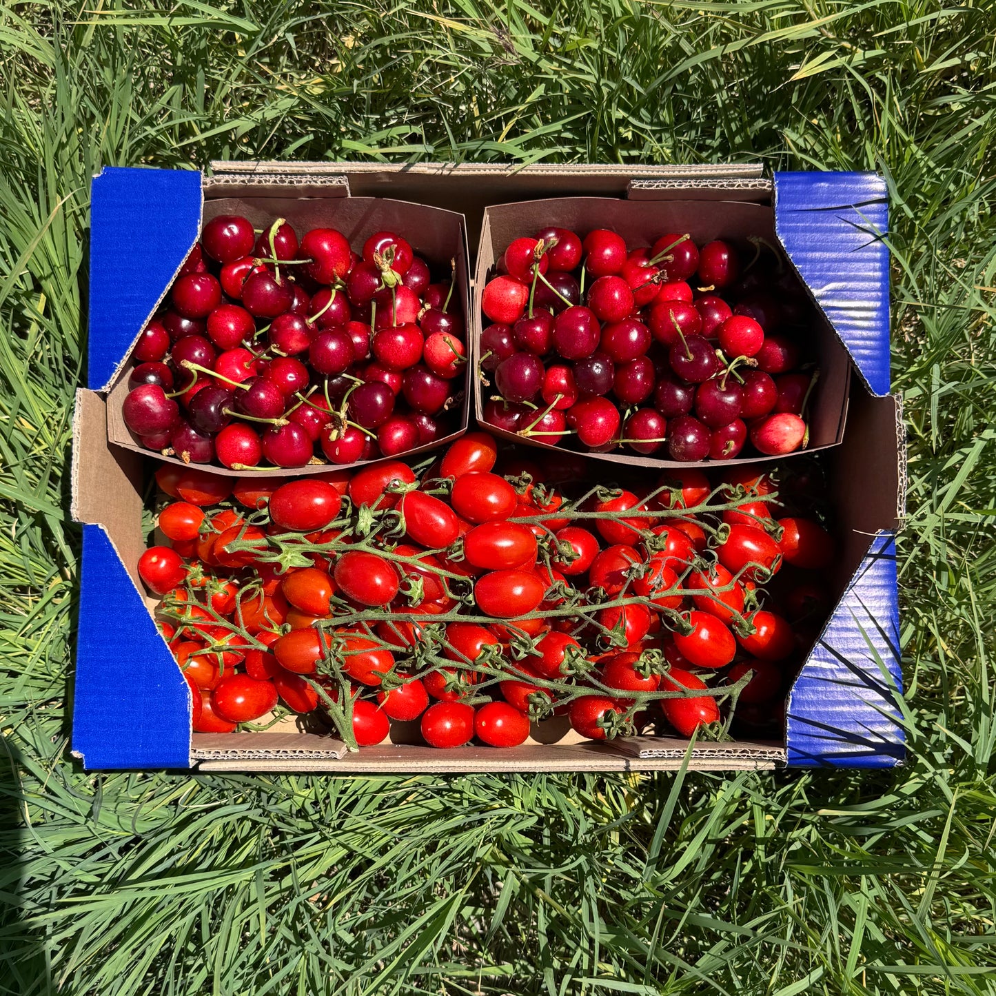 1.7kg Tomate Cherry + 1.7kg Cereza