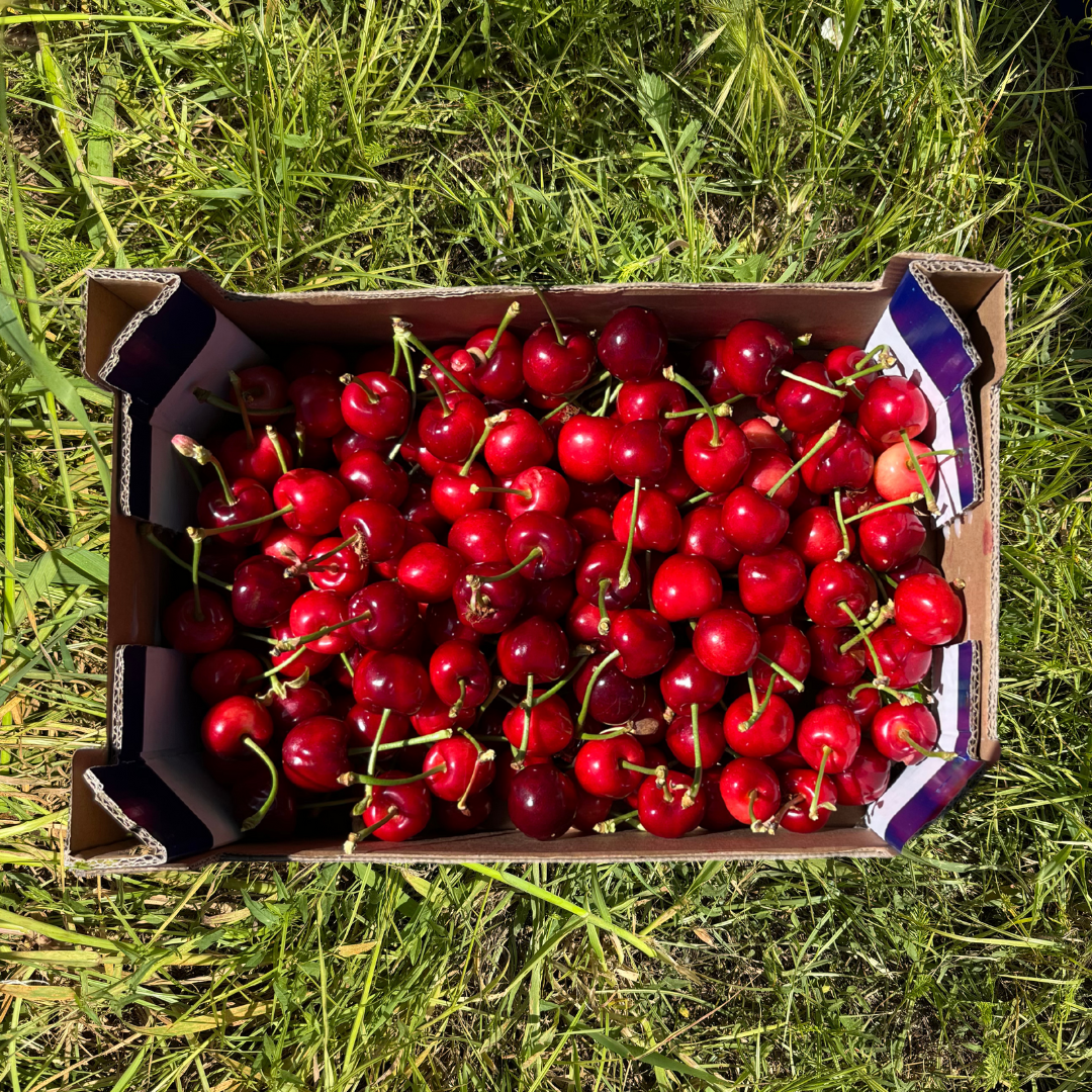 Cerezas - 2.5kg