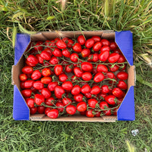 Tomate Cherry Premium Lobello de Francisco - 3kg aprox (100-140 piezas aprox)