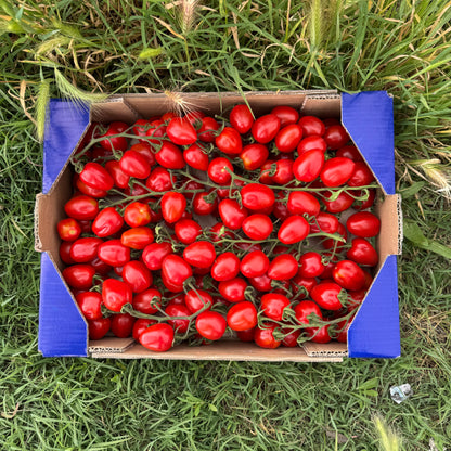 Tomate Cherry Premium Lobello de Francisco - 3kg aprox (100-140 piezas aprox)