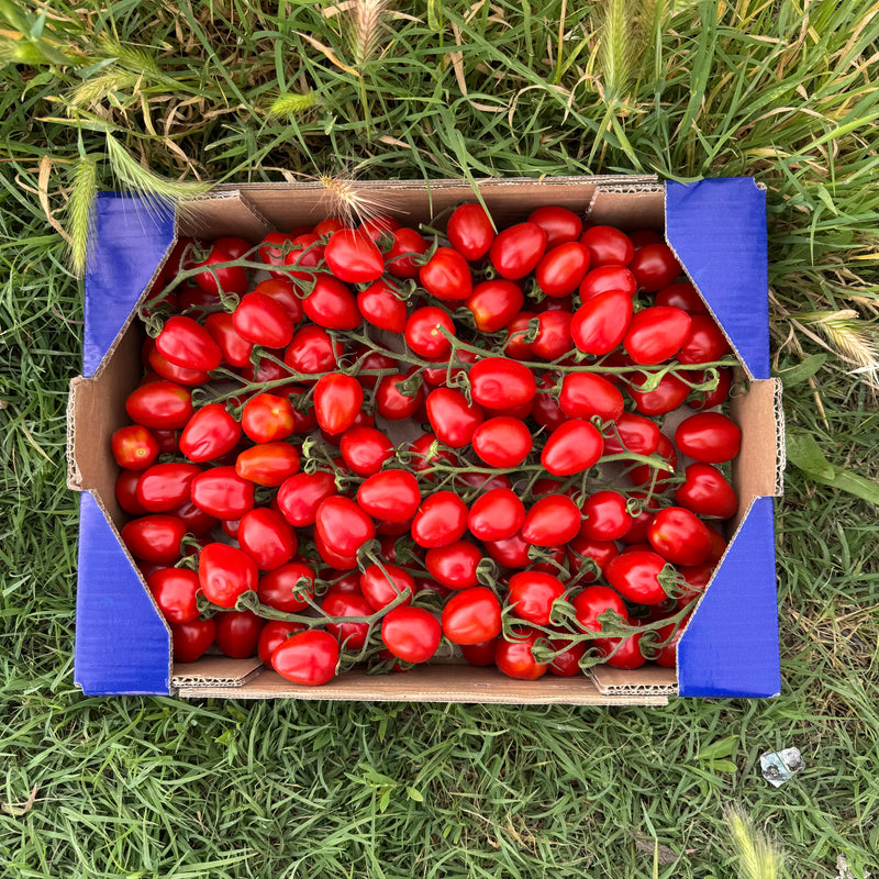 Tomate Cherrry