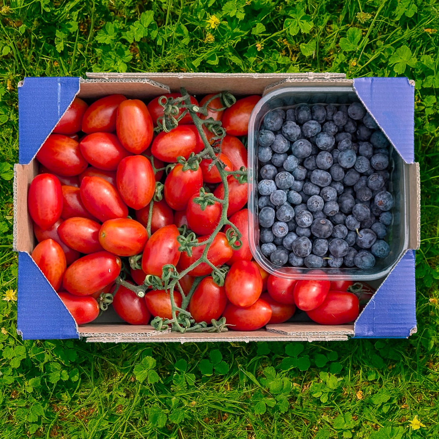 1.5kg Cherry + 0.5kg Arándanos