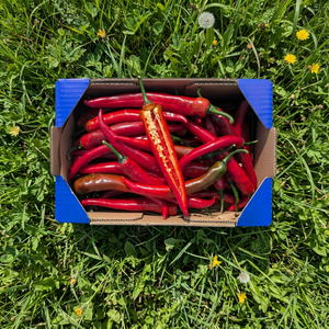Pimiento Rojo Picante