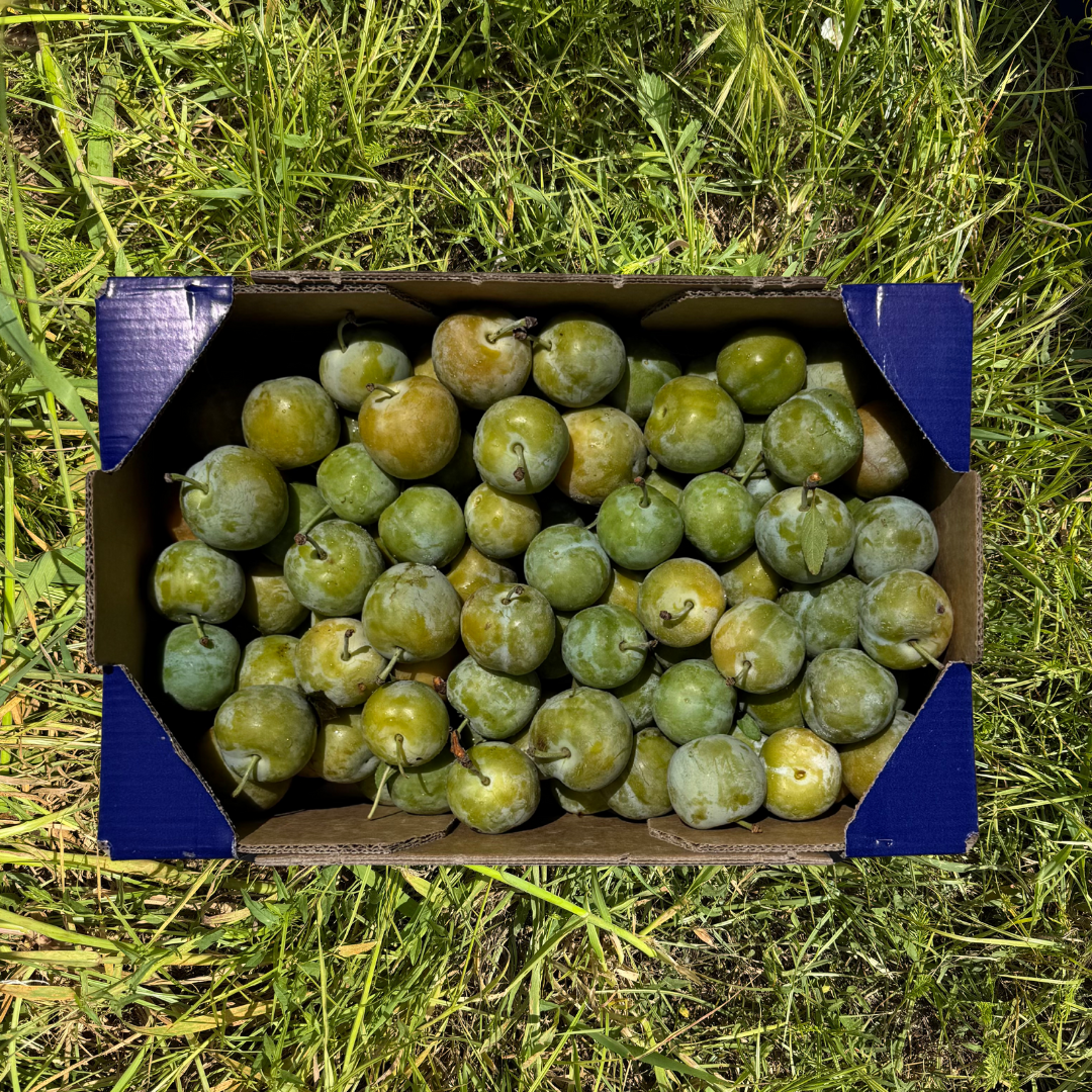 Ciruela Claudia - 2.7kg