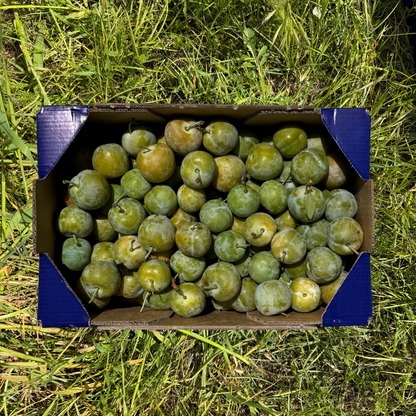 Ciruela Claudia - 2.7kg
