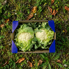 Coliflor de Nuestros Agricultores - 2uds