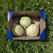 Col Rizada - 3.3kg