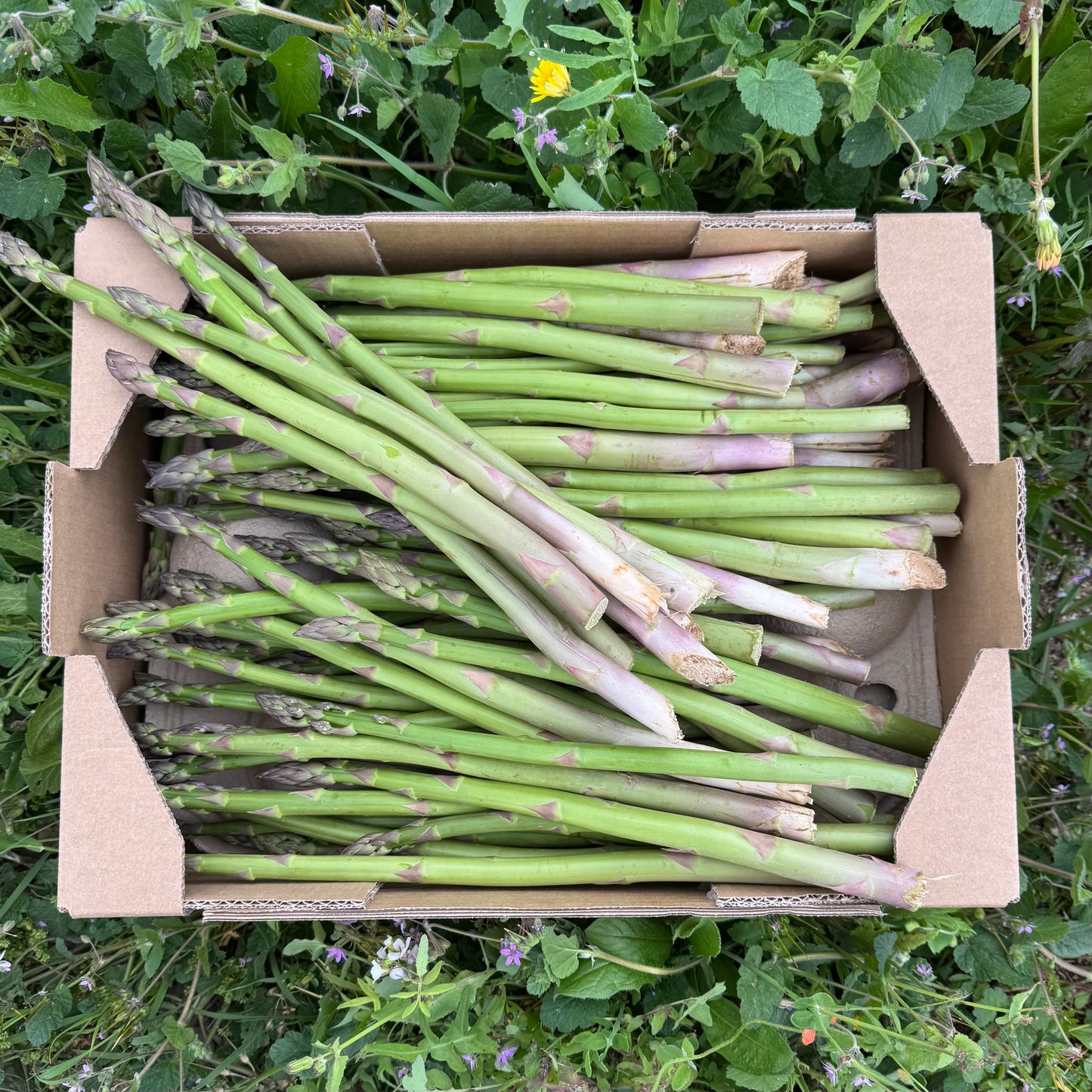 Wilder Spargel – ca. 3 kg.