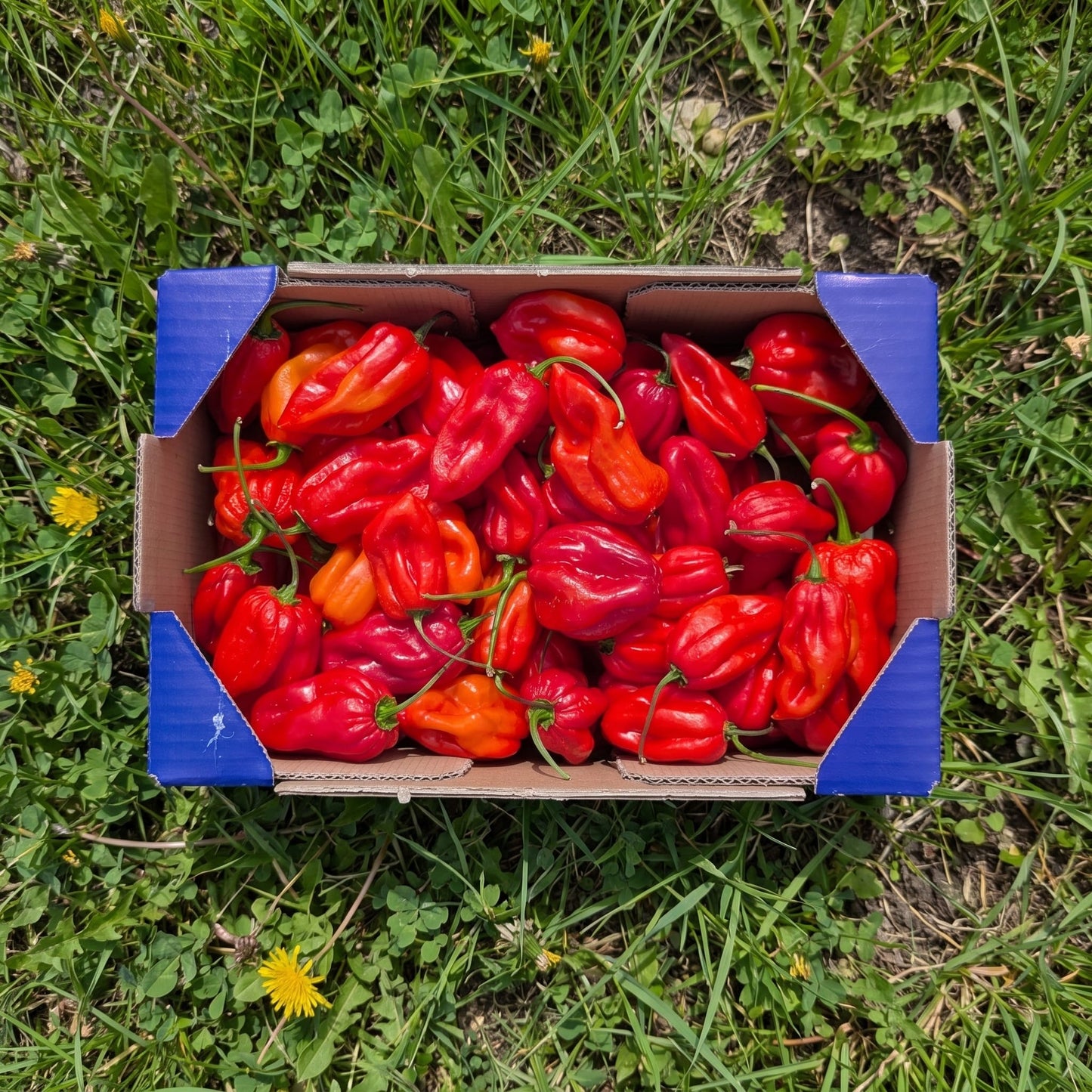 Pimiento Habanero - 1.1kg