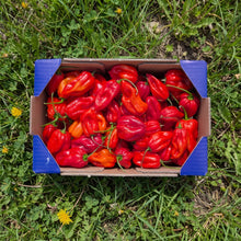 Pimiento Habanero - 1.1kg