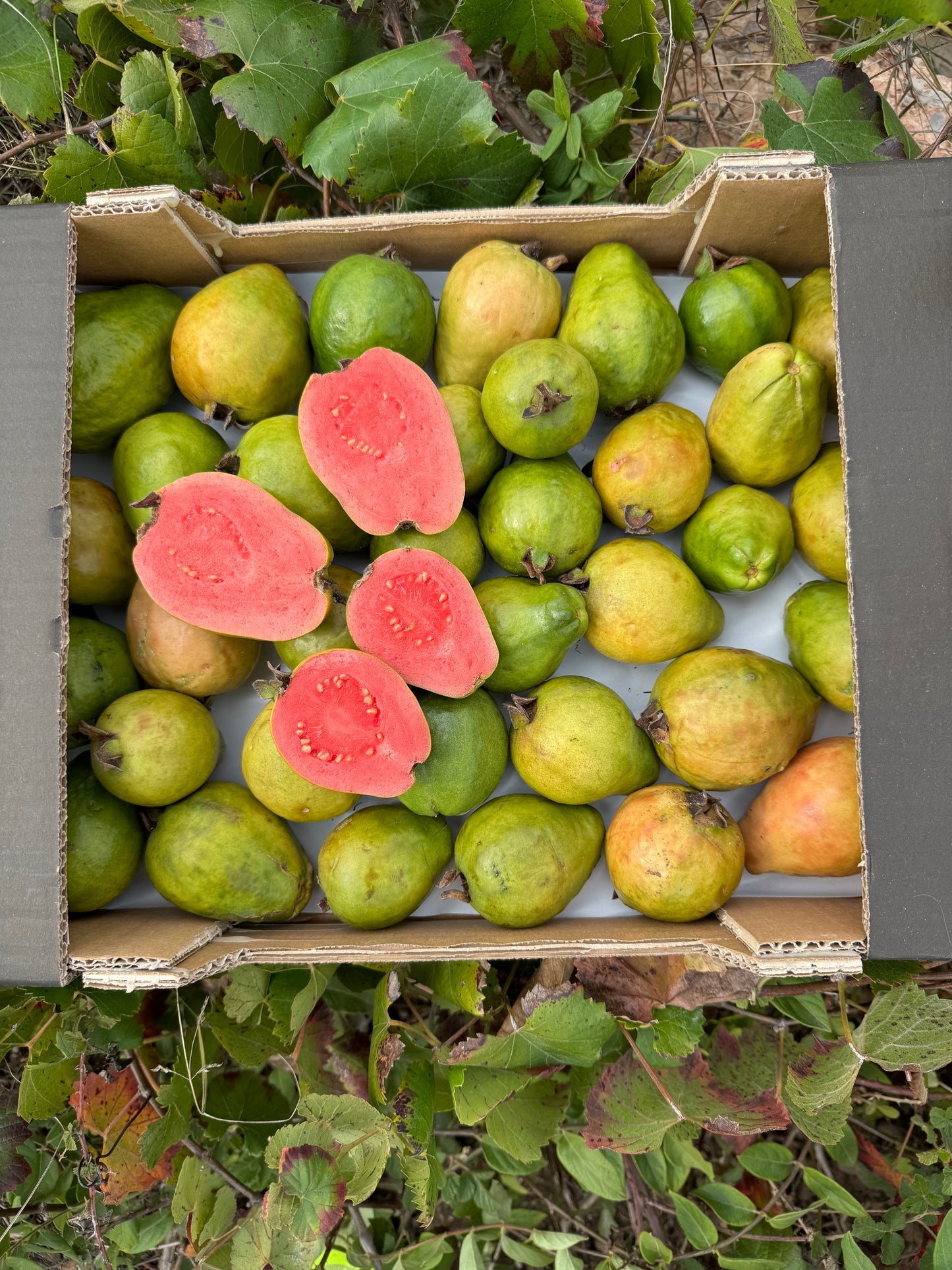 Caja de 3kg aprox de Guayaba de Nuestro Agricultor Pepe