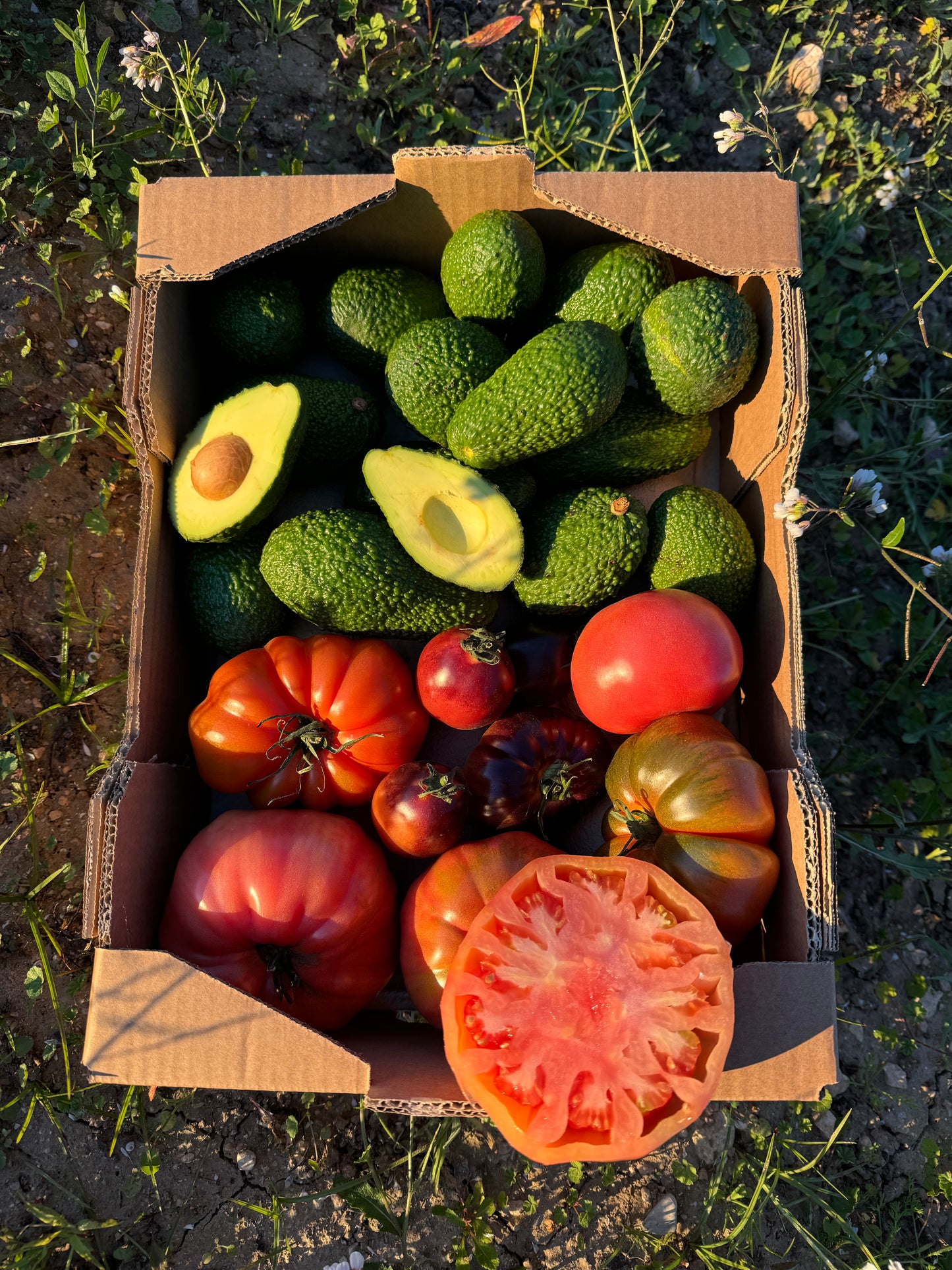 Avocado und Tomate Premium von unseren Landwirten - 2kg und 2kg