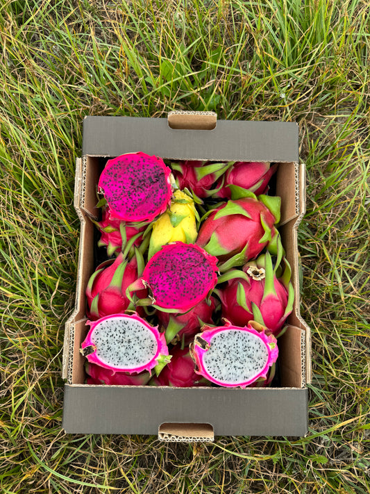 Biologische Pitaya von unseren Landwirten – Kiste mit ca. 3,5 kg