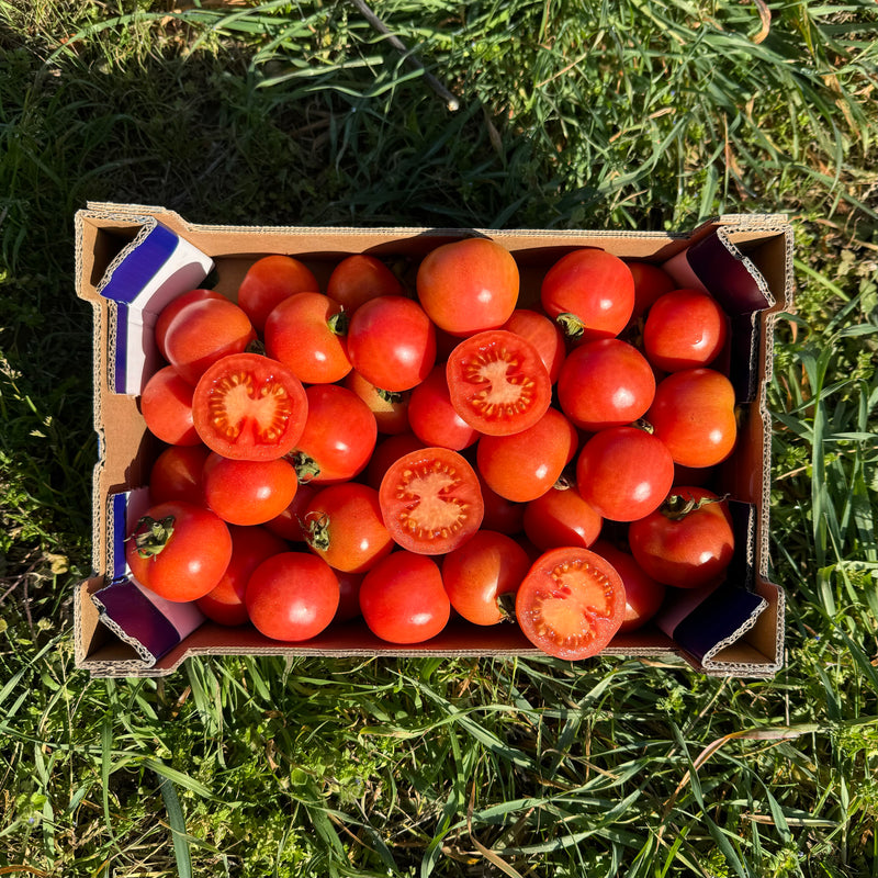 Tomate de Colgar