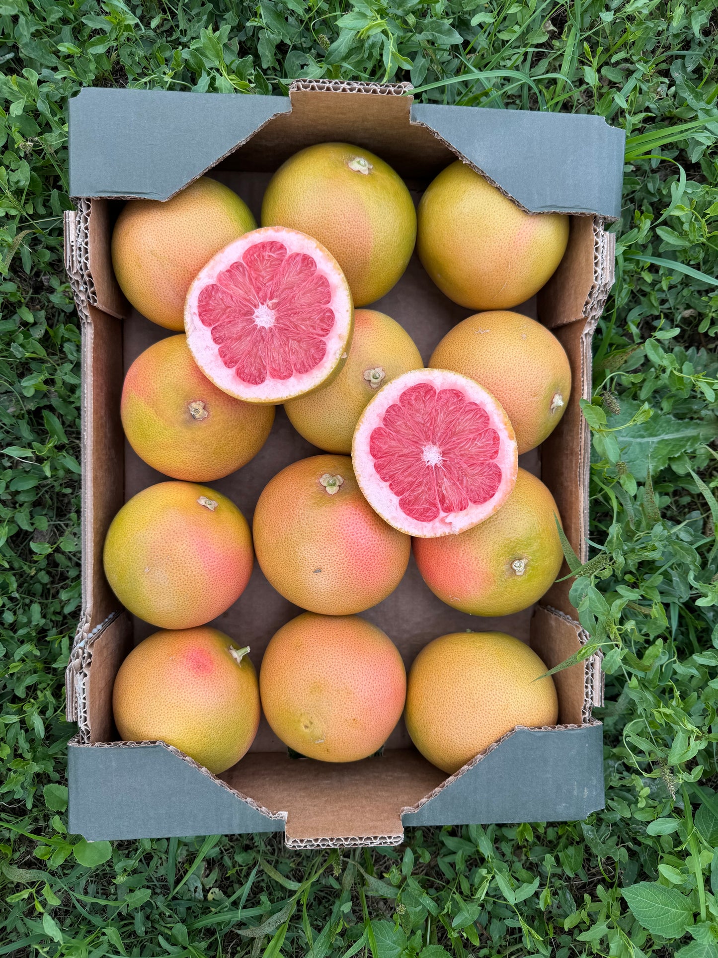 Grapefruit von unseren Landwirten aus Valencia