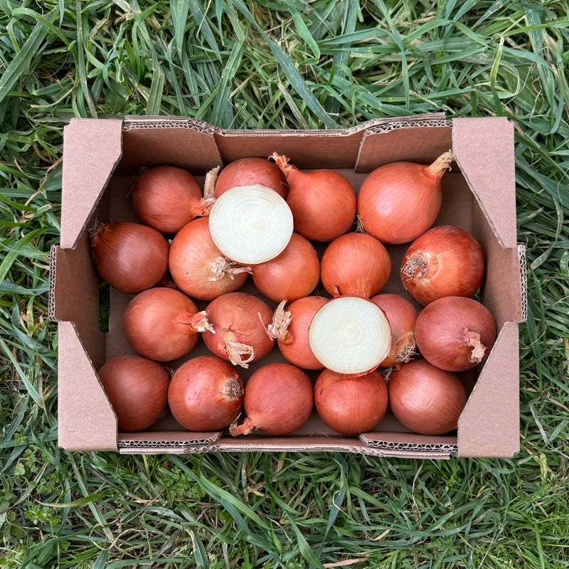 Cebolla