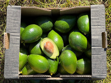 Aguacate de Nuestros Agricultores