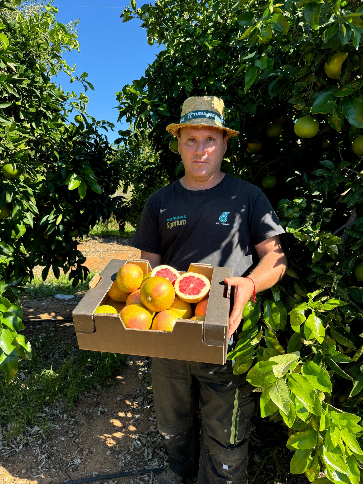 Pomelo de Nuestros Agricultores de Valencia