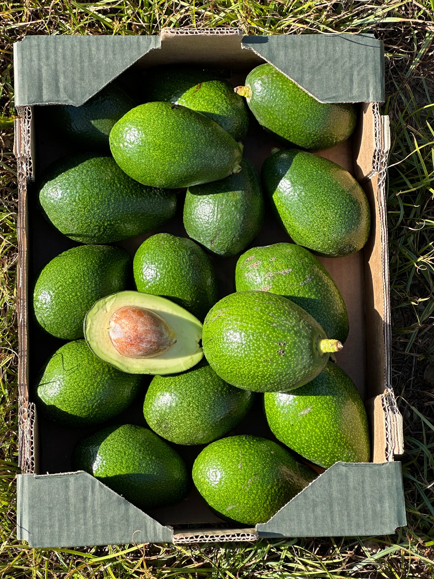 Aguacates Españoles de Nuestros Agricultores Locales