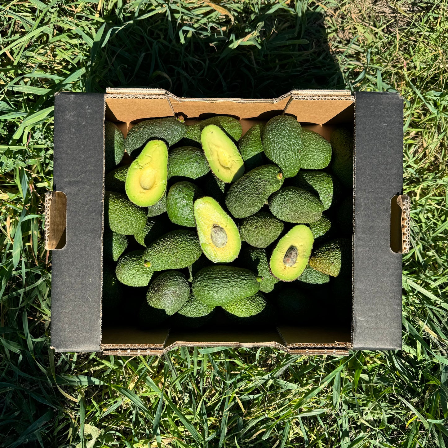 Super Mini Aguacates Españoles de Nuestros Agricultores Locales