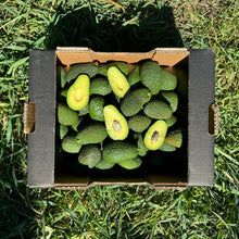 Súper Mini Aguacates de Nuestros Agricultores Españoles