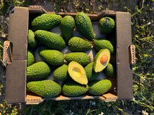 Aguacates Españoles de Nuestros Agricultores Locales