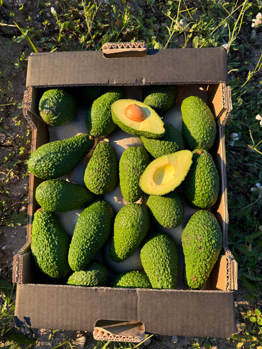 Aguacates Españoles de Nuestros Agricultores Locales