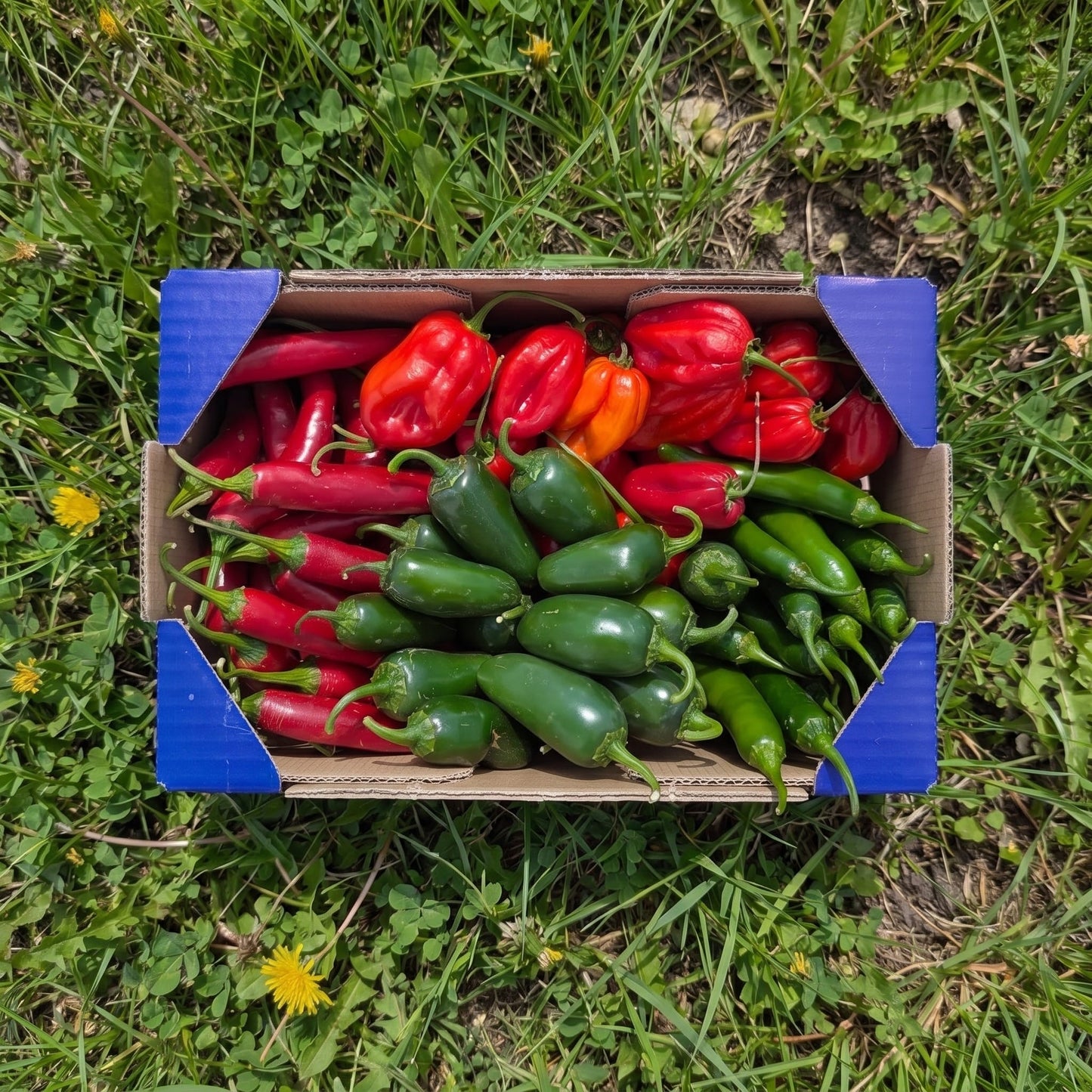 400gr Pimiento Rojo Picante + 200gr Pimiento Verde Picante + 450gr Jalapeños + 250gr Pimiento Habanero