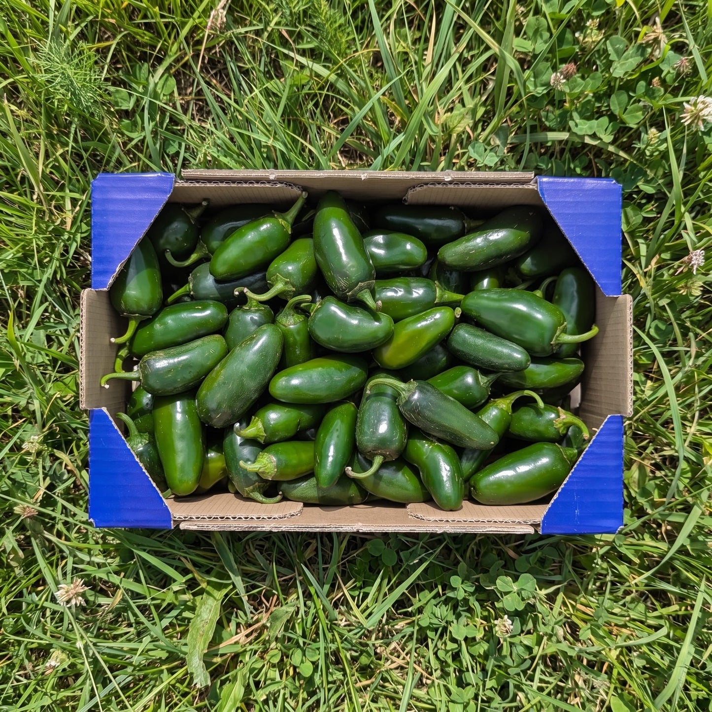Jalapeños - 1.1kg