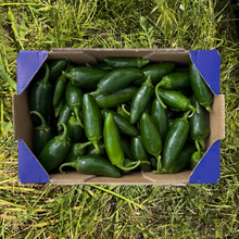 Jalapeños - 1.7kg