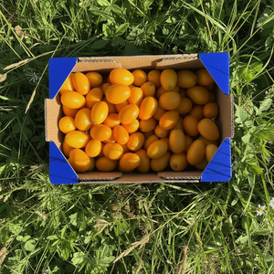 Kumquat
