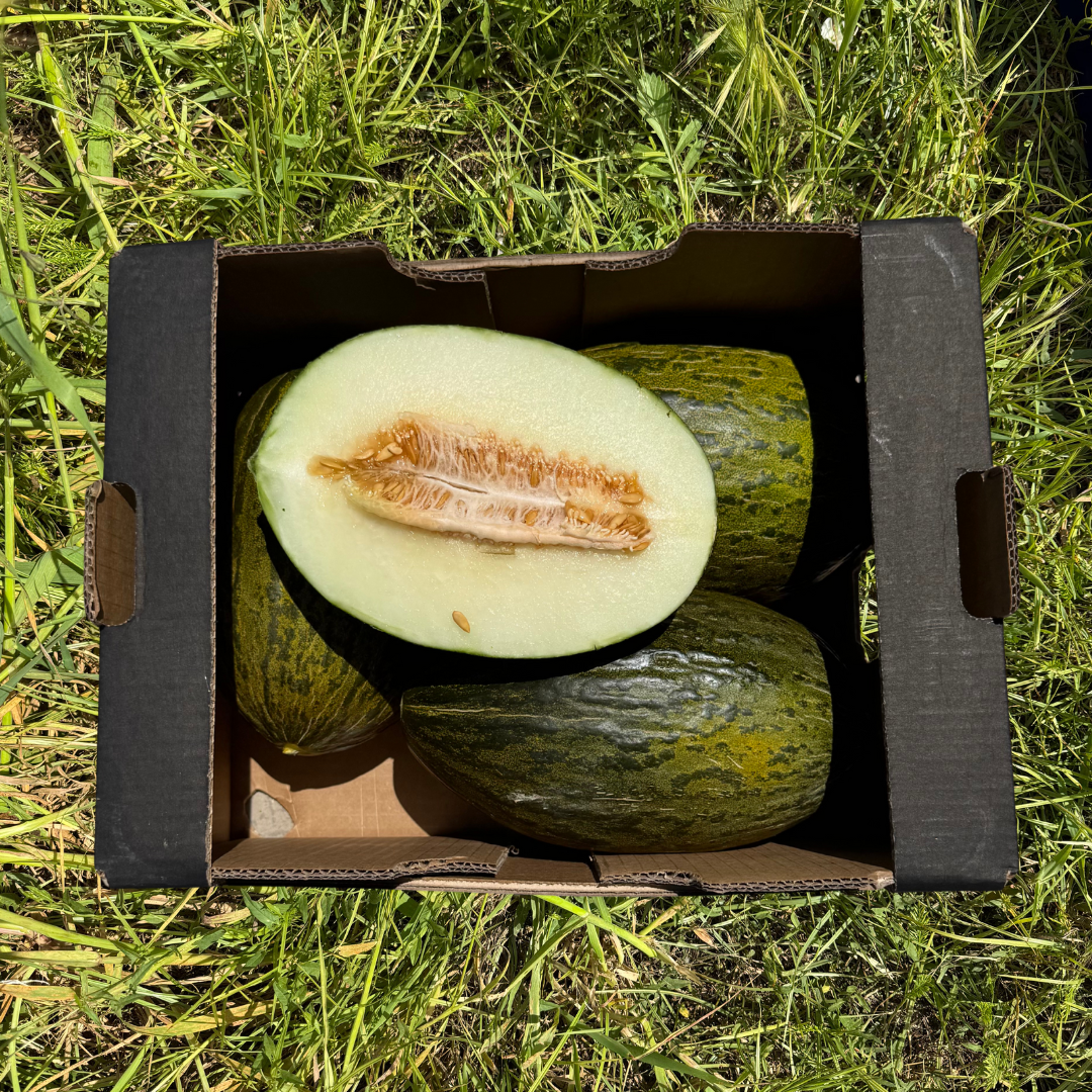 Melón Piel de Sapo Ecológico