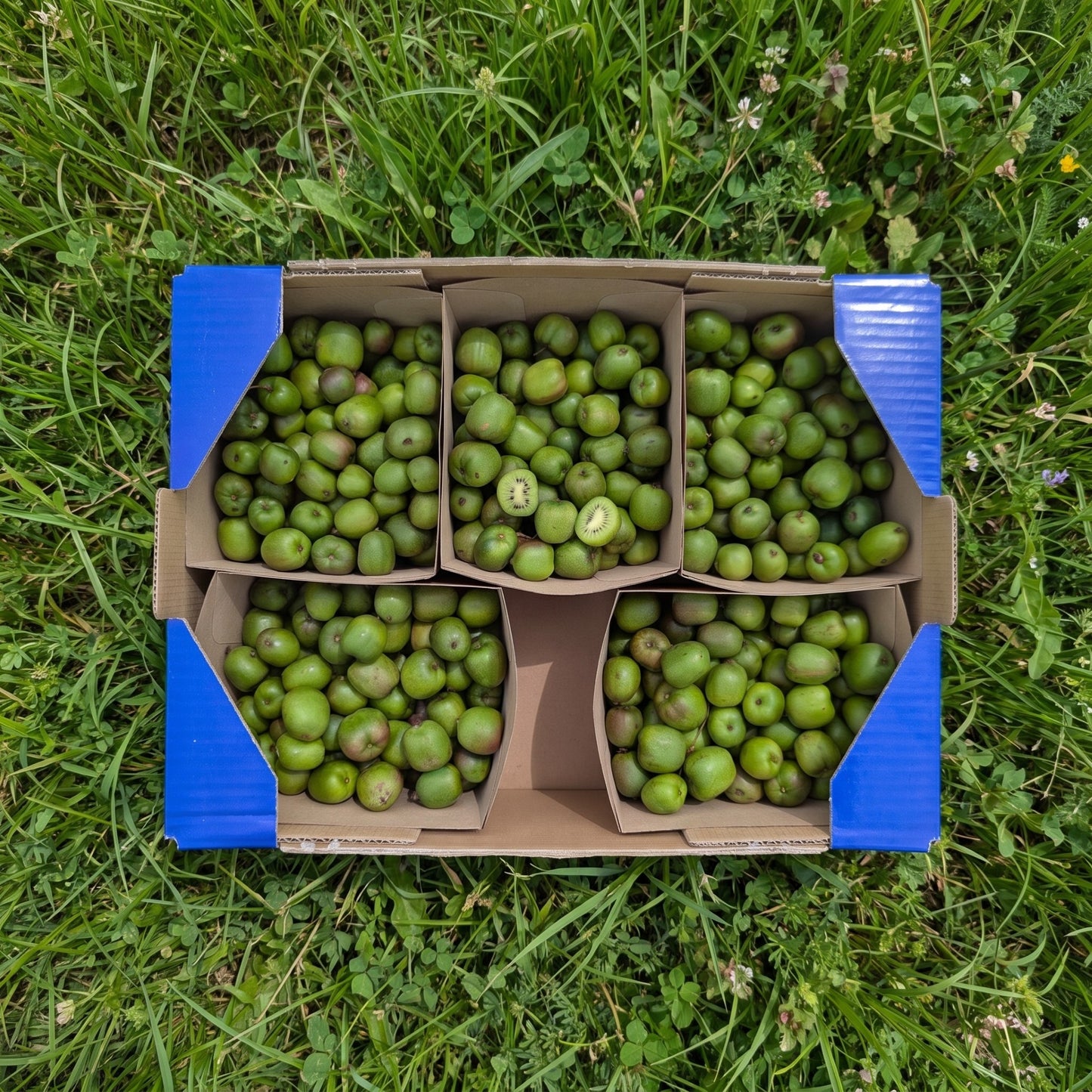 Mini Kiwi Ecológico