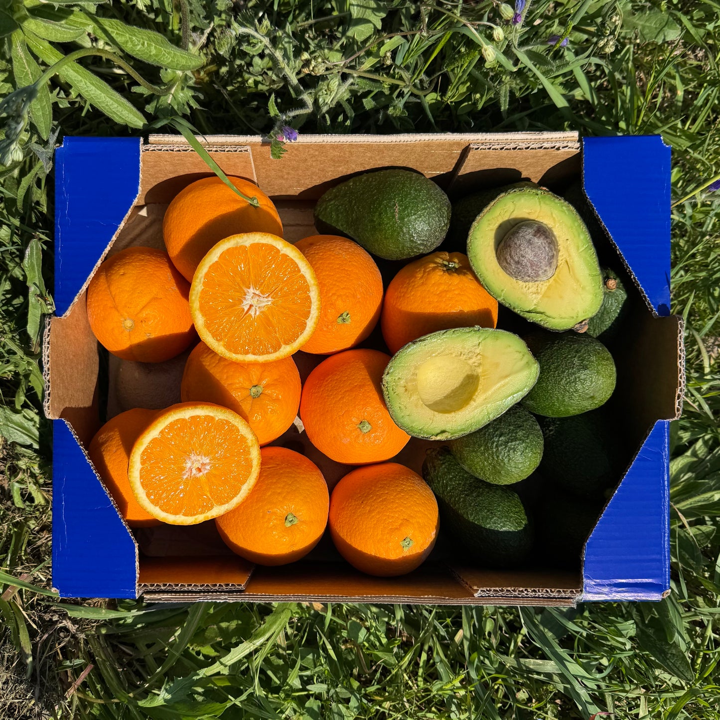 Naranja y Aguacate de Nuestros Agricultores
