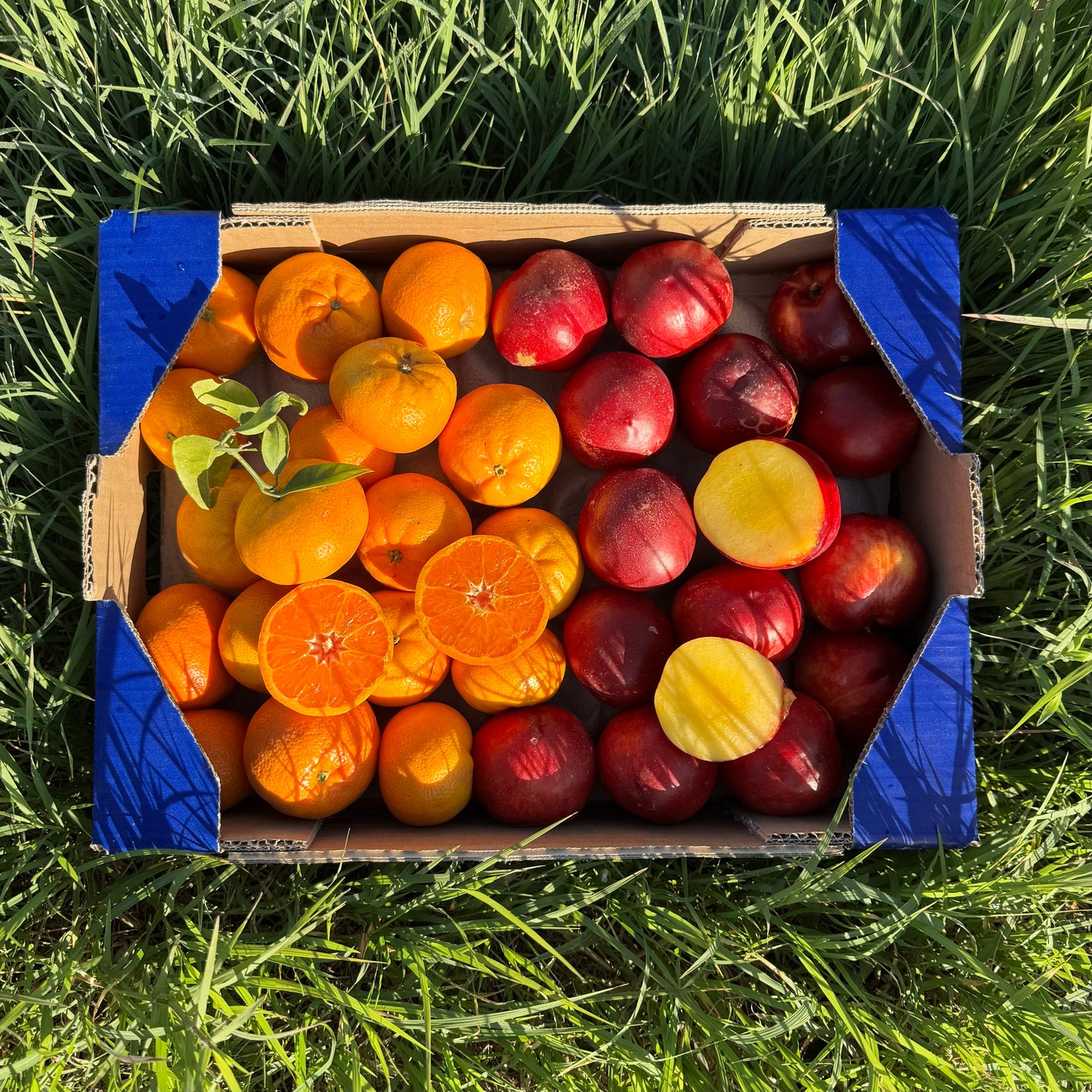 1.5kg Mandarina + 1.5kg Nectarina