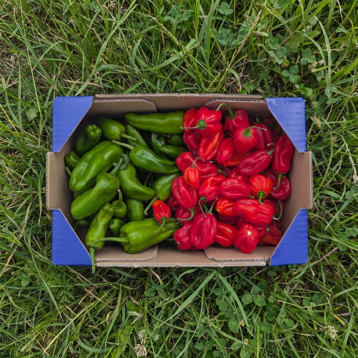 500gr Habanero + 500gr Pimiento Padrón