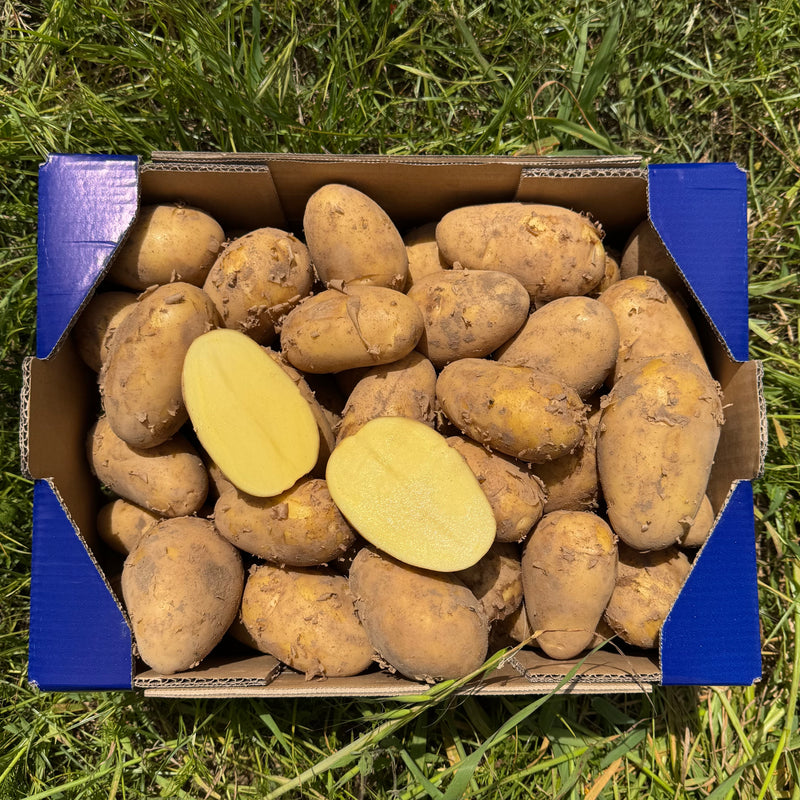 Patata