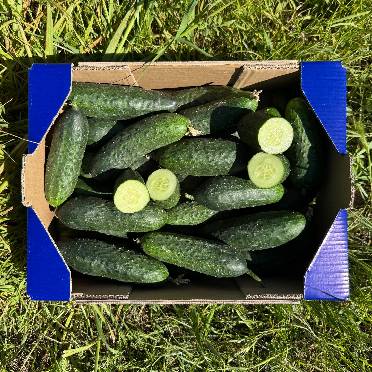 Pepino - 4kg