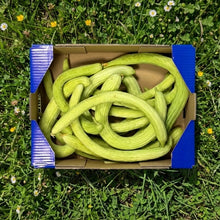 Pepino Alficoz