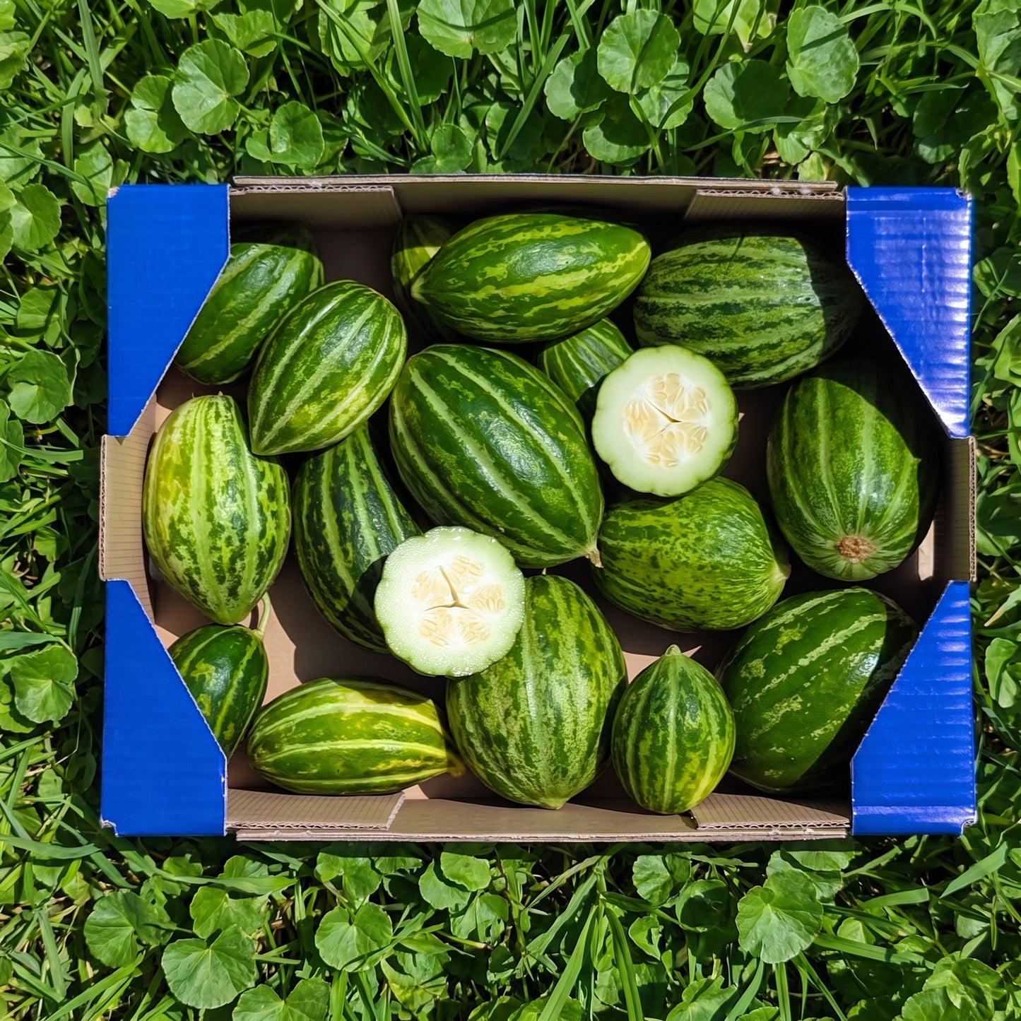 Pepino Mini Carosello