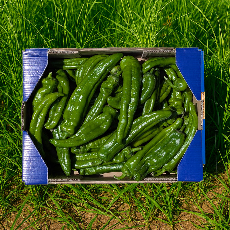 Pimiento Italiano